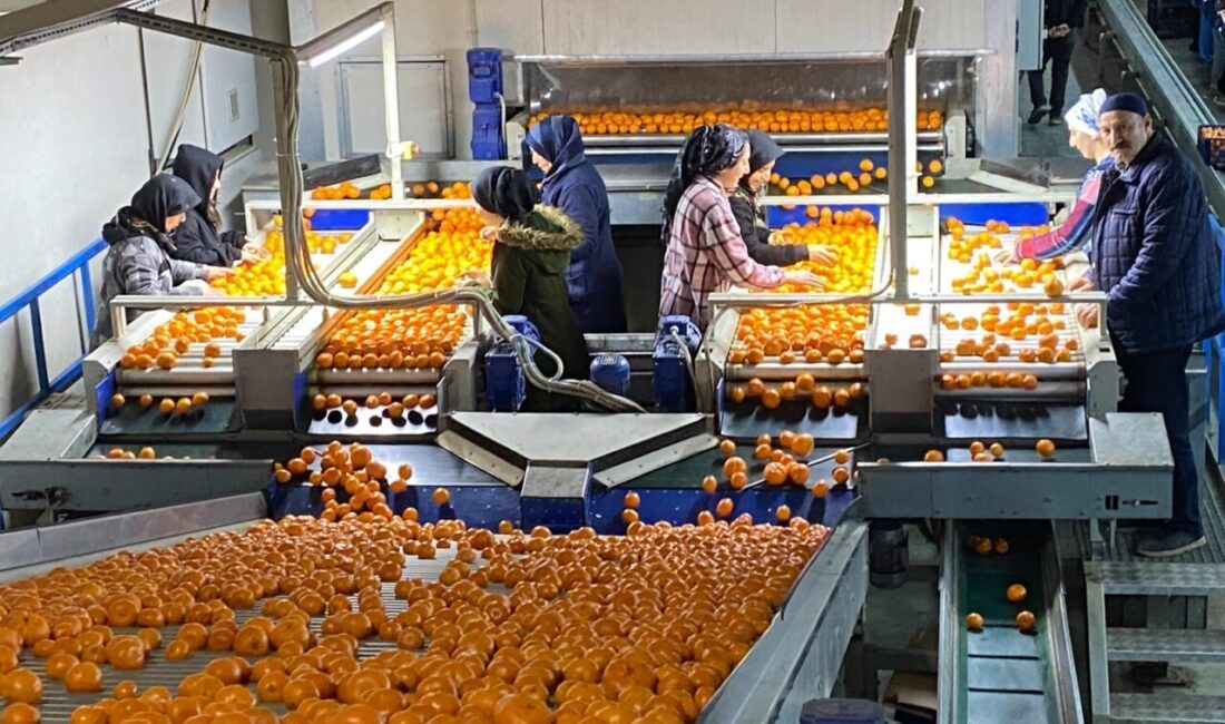 Mandalina ihracatı 2025 yılının 11 aylık döneminde yüzde 61'lik artışla