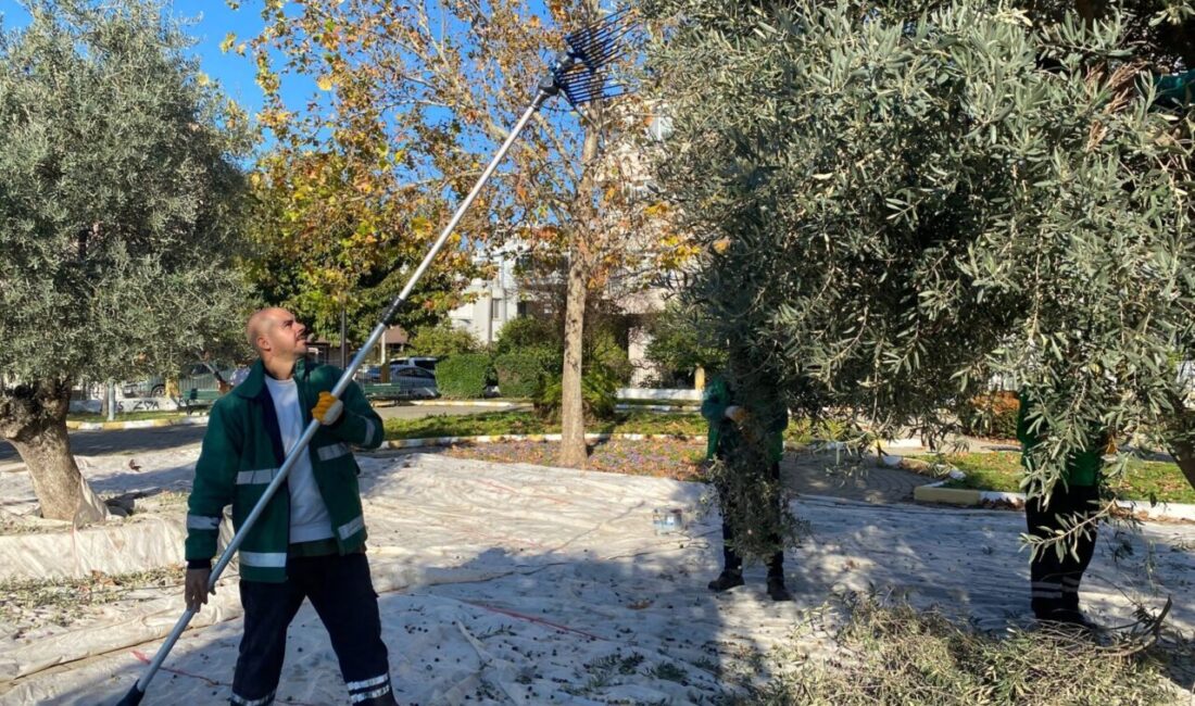 Muğla'da Milas Belediyesi ilçemizin bereketli topraklarında zeytin hasadına devam ediyor.