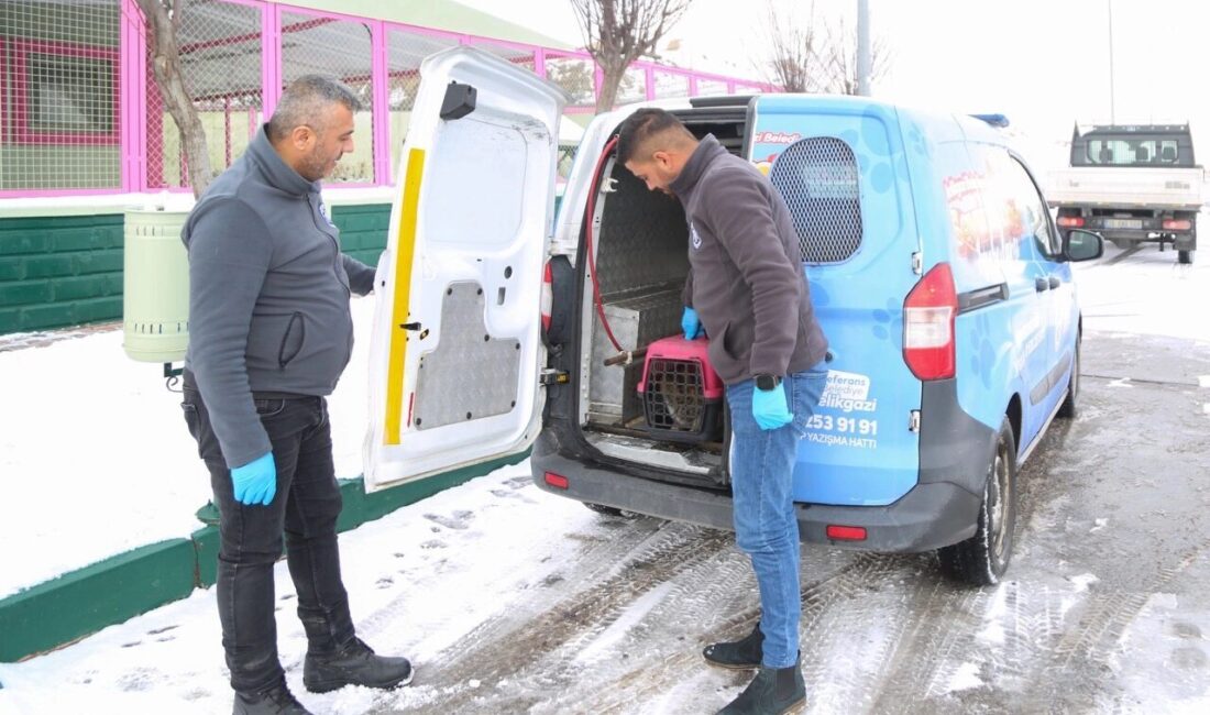 Melikgazi Belediyesi’nin yardıma muhtaç sokak hayvanlarına özel hizmeti “Sevimli Dost