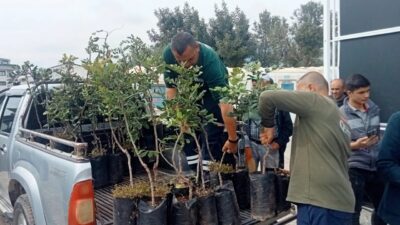 Antalya Büyükşehir Belediyesi, Alanya’nın coğrafi işaretli ürünü keçiboynuzunun üretimini artırmak