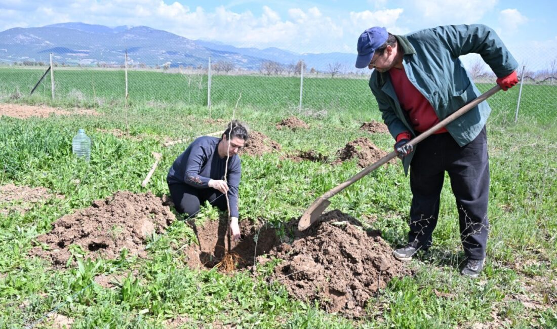 Antalya Büyükşehir Belediyesi hem geleneksel ipek böceği yetiştiriciliğini yaşatmak hem