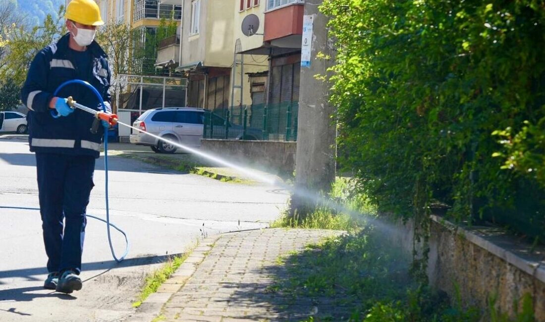 Kokarcaların istilasına uğrayan Giresun'da Belediye Veteriner İşleri Müdürlüğü, tarımsal üretimi