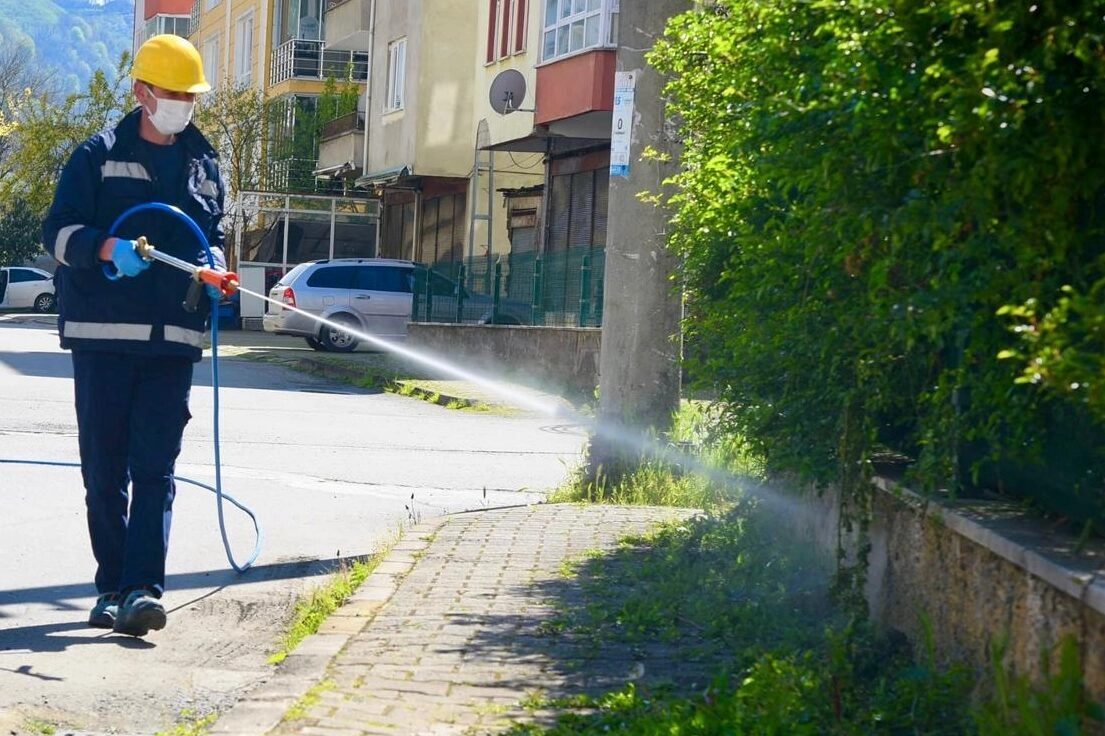 Kokarcaların istilasına uğrayan Giresun'da Belediye Veteriner İşleri Müdürlüğü, tarımsal üretimi