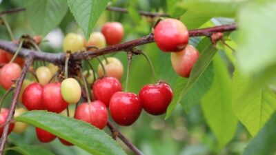 Baharın ve yeniden doğuşun sembolü kabul edilen kirazda hasat coşkusu