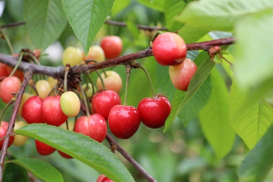 Baharın ve yeniden doğuşun sembolü kabul edilen kirazda hasat coşkusu