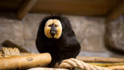 Eskişehir Büyükşehir Belediyesi Hayvanat Bahçesi, doğa sevgisini ve biyolojik çeşitliliği