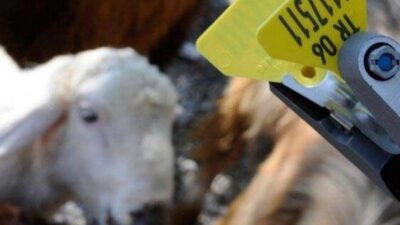 Veteriner biyolojik ürünler ile hayvan tanımlama araçlarının bedel ve uygulama