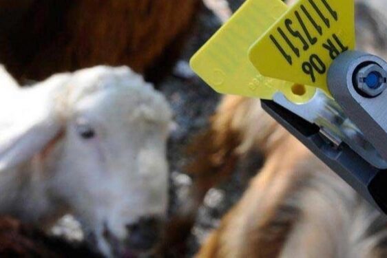 Veteriner biyolojik ürünler ile hayvan tanımlama araçlarının bedel ve uygulama