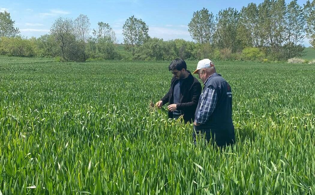 Edirne'de Keşan Ziraat Odası danışmanlarının saha incelemelerinde Akçeşme Köyü'ndeki buğday