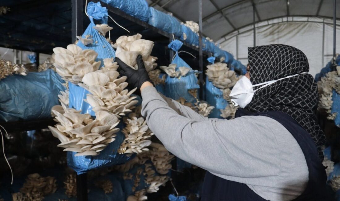 Üreten Belediye İzmit Belediyesi, kendi mantar üretim tesisinde yetiştirdiği istiridye