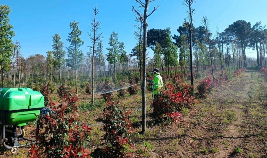 Kocaeli Büyükşehir Belediyesi, üretim fidanlığındaki fidanların sağlıklı gelişimini desteklemek amacıyla