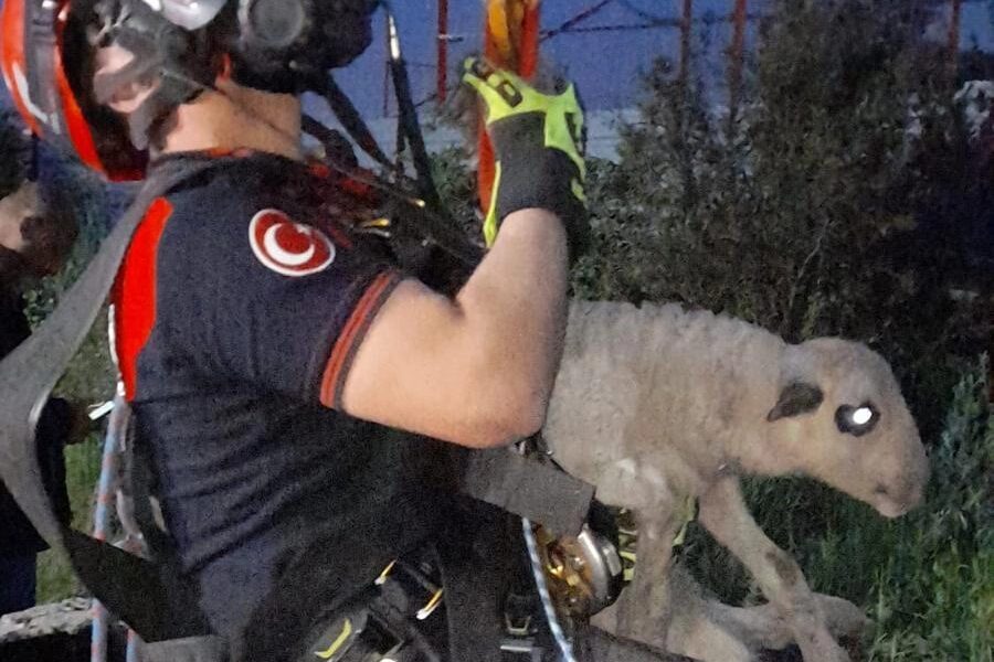 İzmir’de 20 metrelik kuyuya düşen kuzu, itfaiye ekiplerinin titiz ve