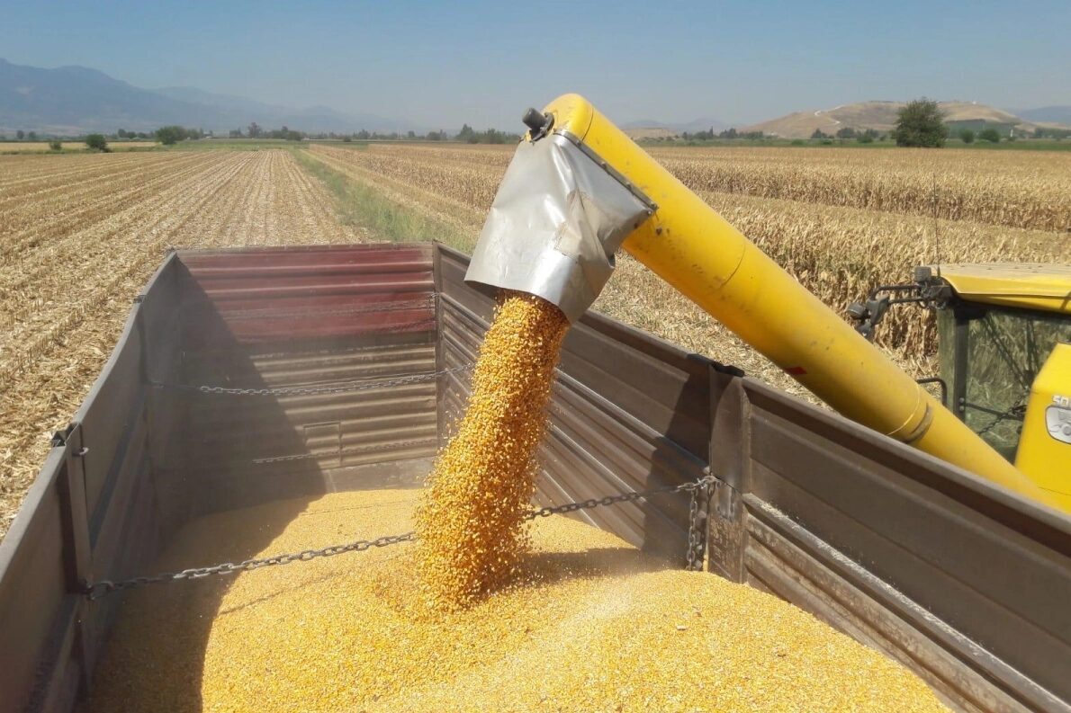 Ticaret Bakanlığı, artan talep ve küresel fiyat baskısı nedeniyle mısırda