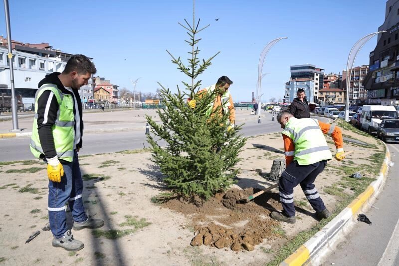 Zonguldak’ta yeşil alanlar batı ladini fidanlarıyla güçleniyor Zonguldak Belediyesi, kentin doğal güzelliklerini korumak ve yeşil alanları artırmak