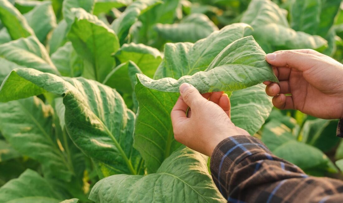 Artvin 46 yıl sonra tütün ekimine yeniden başlıyor Artvin Ticaret Borsası Yönetim Kurulu Başkanı Osman Akyürek, 14 Mayıs
