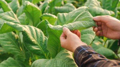 Artvin Ticaret Borsası Yönetim Kurulu Başkanı Osman Akyürek, 14 Mayıs