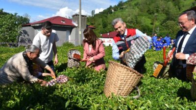 Artvin'in Kemalpaşa ilçesinde geleneksel çay hasadı etkinliği yapıldı.