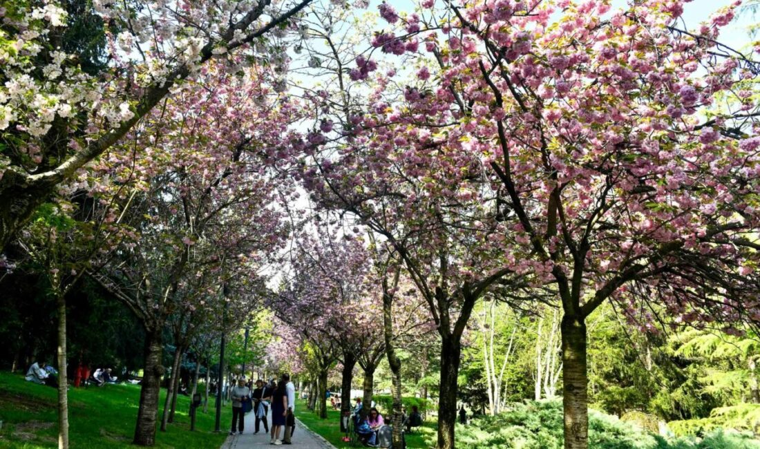 Baharın simgesi sakuralar Başkent’te çiçek açtı Ankara Büyükşehir Belediyesi, baharın simgesi hâline gelen sakura ağaçlarının sağlıklı