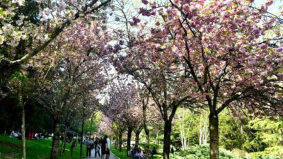 Ankara Büyükşehir Belediyesi, baharın simgesi hâline gelen sakura ağaçlarının sağlıklı