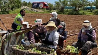 Denizli Büyükşehir Belediyesi mobil ikram araçları, bu kez tarlalarda çalışan