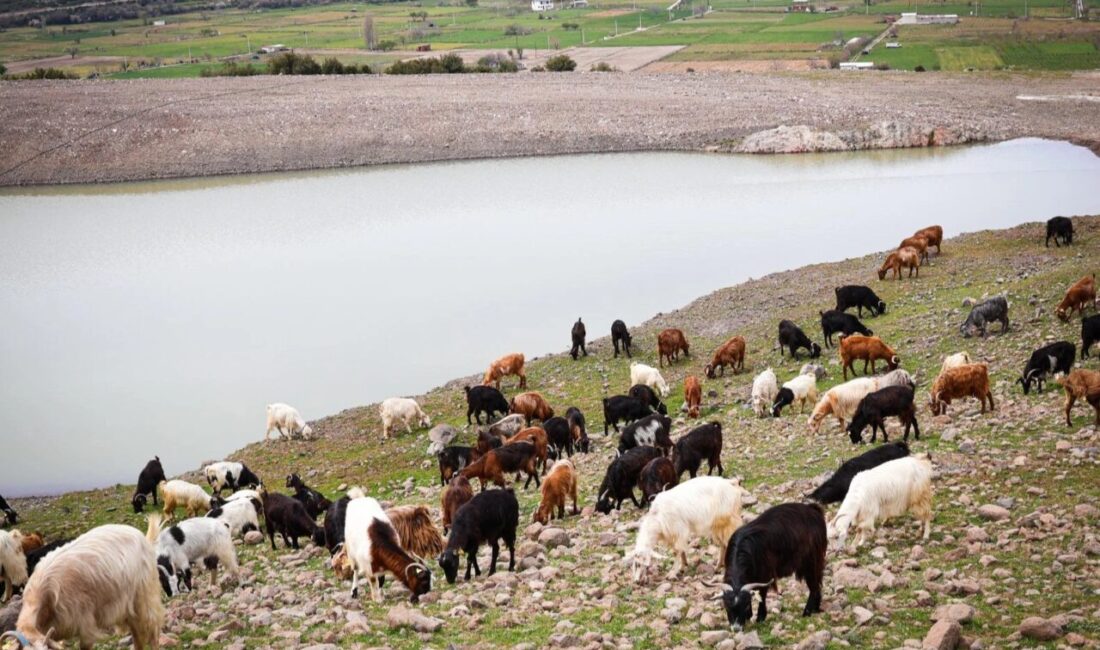 İzmir Büyükşehir Belediyesi, kuraklığın kırsaldaki etkisine karşı düğmeye bastı. 80