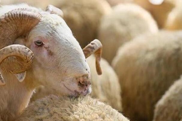 Kurban alırken bunlara dikkat edin! Diyanet İşleri Başkanlığı, Kurban Bayramı’nda kurbanlık alacak olan vatandaşlara, dikkat