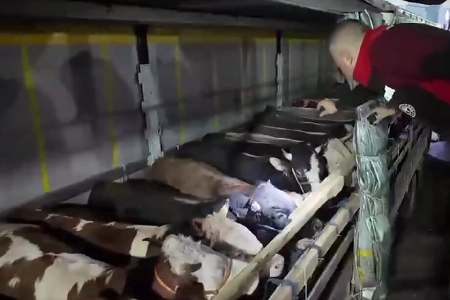 Tarım ve Orman Bakanlığı ekipleri, Kurban Bayramı öncesinde veteriner yol