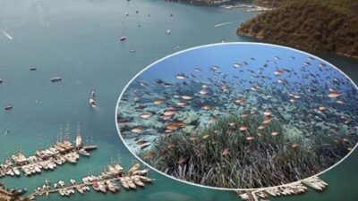 Çevre, Şehircilik ve İklim Değişikliği Bakanı Murat Kurum, Mapa Şamandıra