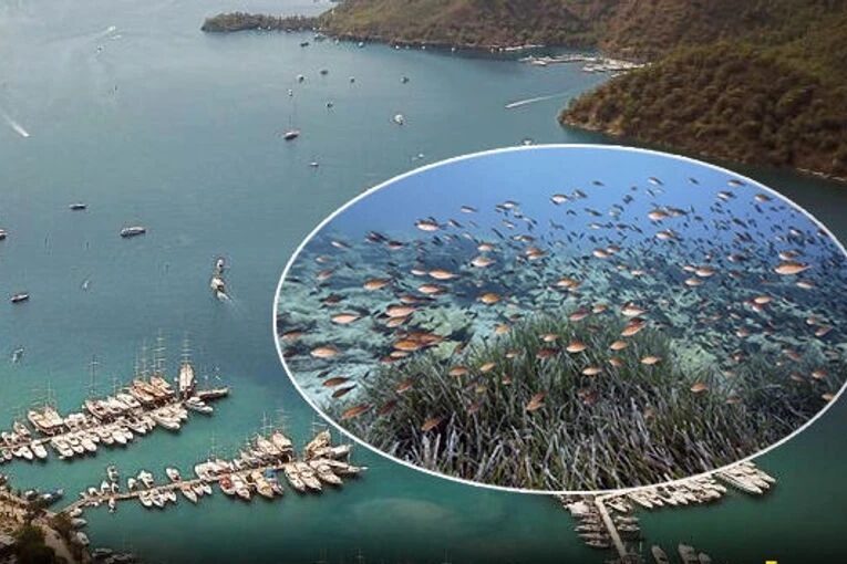 Çevre, Şehircilik ve İklim Değişikliği Bakanı Murat Kurum, Mapa Şamandıra