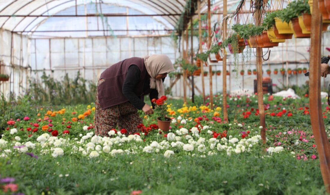 Muğla Büyükşehir Belediyesi’nin alım garantili çiçek üretim modeli, hem kadın