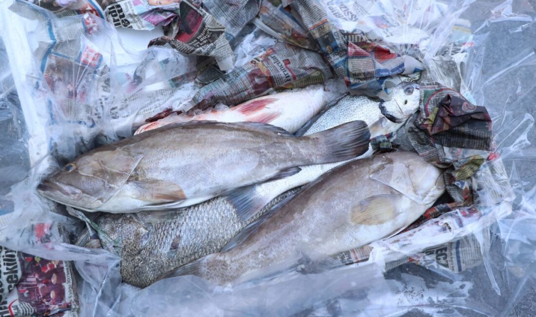 Antalya’da 260 kilo balığa el konuldu Antalya Büyükşehir Belediyesi zabıta ekipleri, av yasağı döneminde yakalanan ve