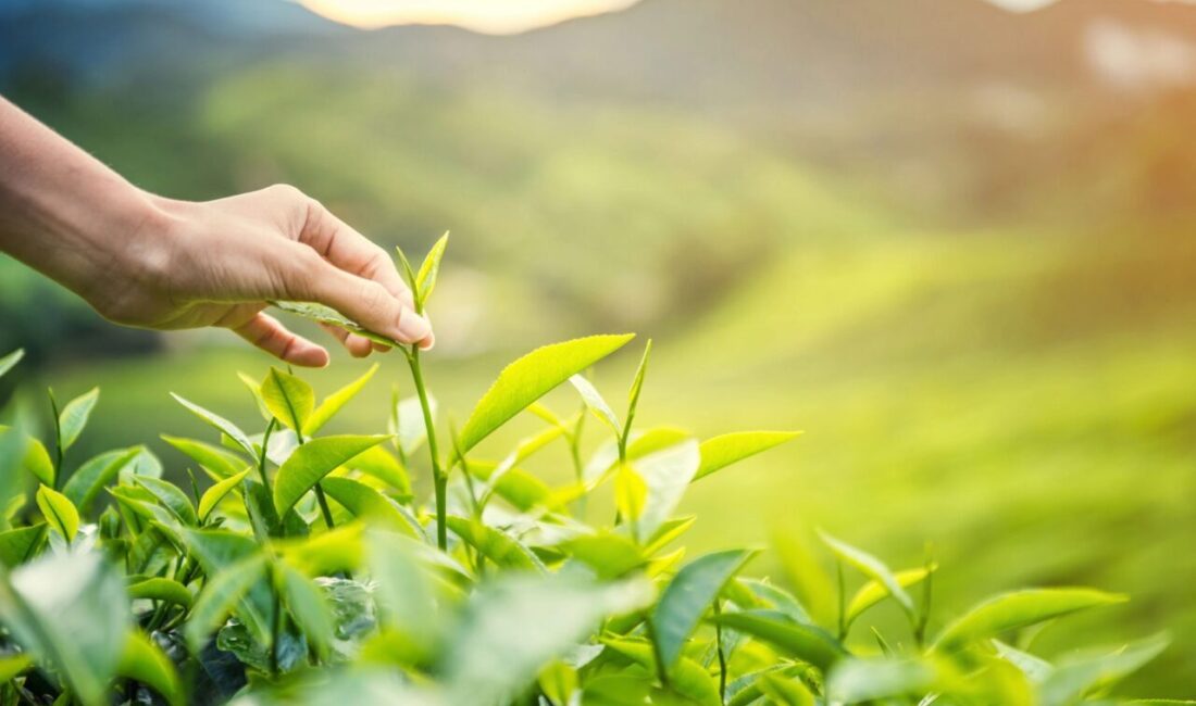 2026 yılı ilk çay hasat sezonunu başlatan Doğuş Çay, Tema