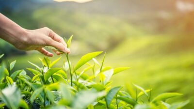 Karadeniz’de yeni sezonun ilk hasadı 2026 yılı ilk çay hasat sezonunu başlatan Doğuş Çay, Tema