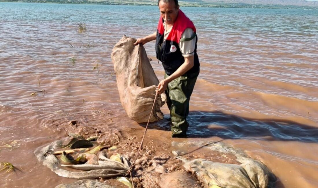 Keban Baraj Gölü’nde 700 kilo canlı sazan kurtarıldı! Elazığ’daki Keban Baraj Gölü’nde denetim yapan Balıkçılık ve Su Ürünleri
