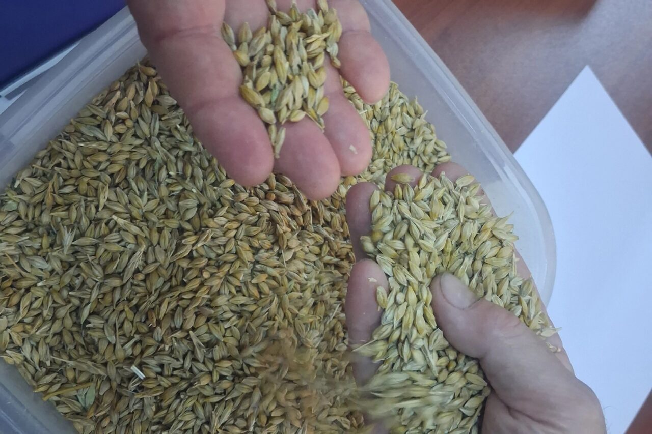Keşan’da ilk arpa hasadı satıldı… İlk ürün 17,50 TL’den satıldı Keşan Ticaret Borsası’nda düzenlenen sezonun ilk salon satışında Karahisar Köyü’nden