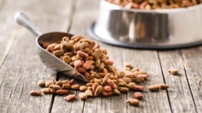 Yeni bir bilimsel inceleme, besin açısından dengeli vegan köpek maması,