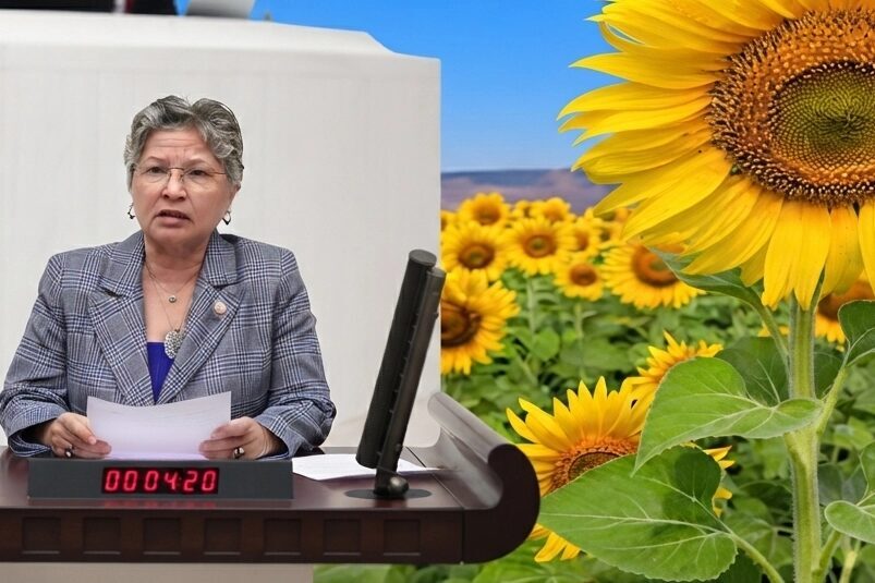 CHP Tekirdağ Milletvekili Nurten Yontar, ayçiçeğinde artan üretim maliyetlerine ve