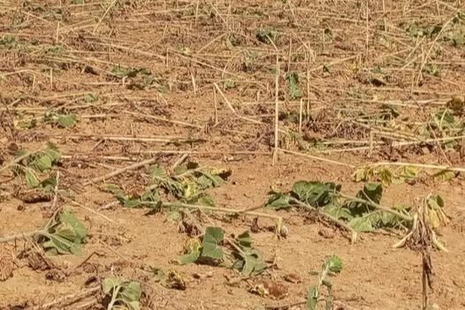Keşan'a bağlı Çamlıca Köyü'nde tarımsal üretim yapan çiftçiler, yaban domuzlarının
