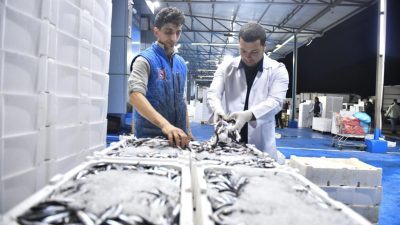 Ankara Büyükşehir Belediyesi, yeni balık sezonunun başlamasıyla birlikte Ankara Toptancı