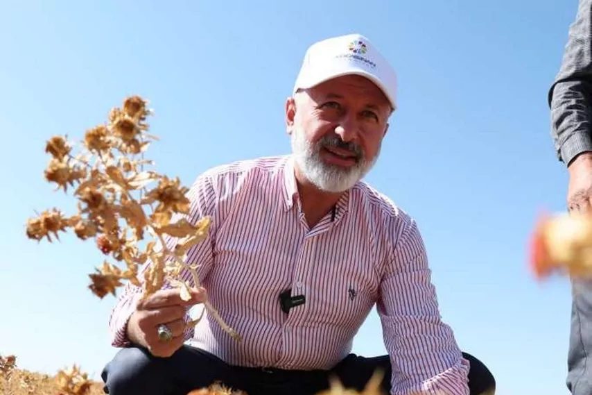 Kayseri Kocasinan’da aspir hasadı başladı Kayseri Kocasinan Belediyesi tarafından belediyeye ait yaklaşık 150 dönümlük alanda