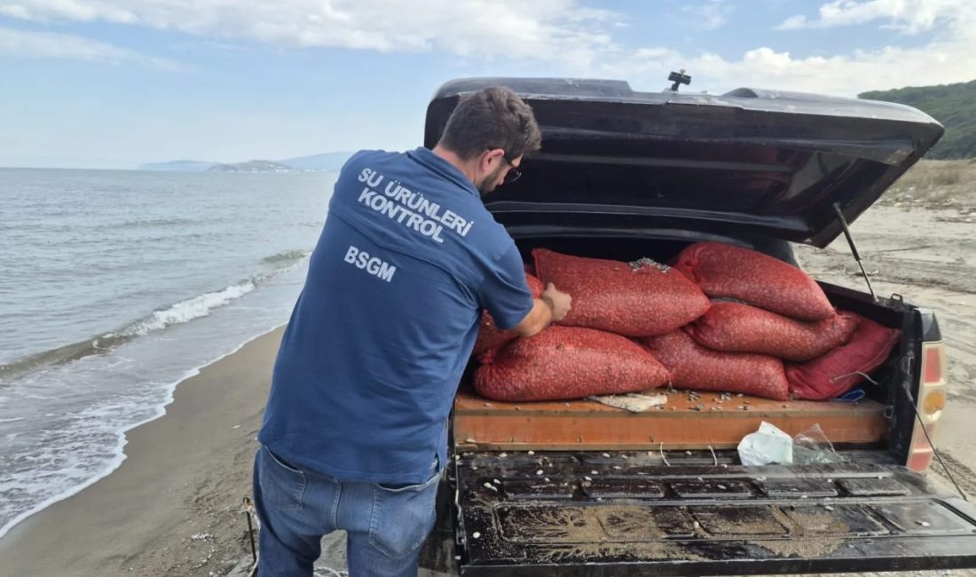 Mudanya Eğerce’de 2,7 ton kum şırlanı denize iade edildi! Bursa’nın Mudanya ilçesine bağlı Eğerce sahilinde gerçekleştirilen geniş kapsamlı denetimlerde,