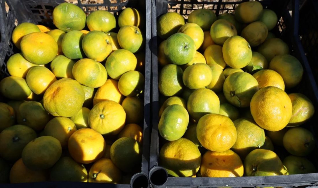 Satsuma mandalinasında ihracat sezonu başladı. İzmir Gümüldür'deki törende konuşan Cengiz