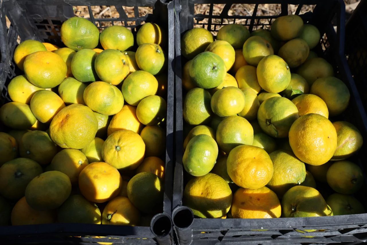 Satsuma mandalinasında ihracat sezonu başladı. İzmir Gümüldür'deki törende konuşan Cengiz