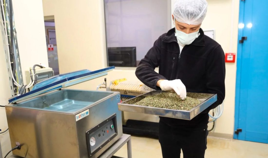 Tarladan Türkiye’ye Ormanya imzası… Tıbbi ve aromatik bitkiler değer kazanıyor Kocaeli Büyükşehir Belediyesi’nin tarımsal kalkınma çalışmaları kapsamında desteklediği tıbbi ve